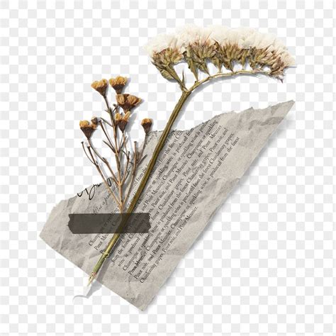 dried flowers on top of an old book with paper clip art png image transparent background