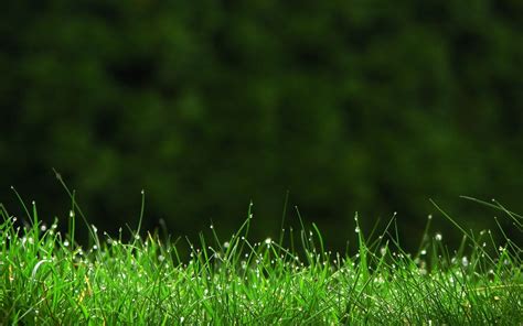 WallpaperMISC - Green grass HD Wallpaper 13 - 2560 X 1600 Free TOP High ...