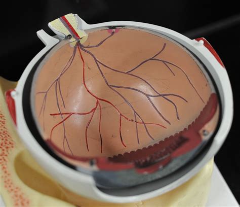 Human Anatomy Lab: Eye Models