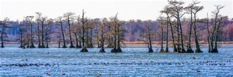 Reelfoot National Wildlife Refuge · Wildlife Viewing Drives