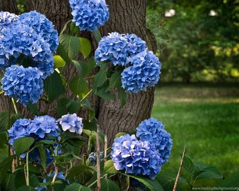 Blue Hydrangeas Wallpapers Flower Wallpapers Desktop Background