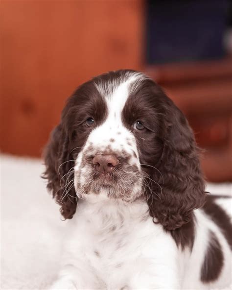 16 Historical Facts About English Springer Spaniels You Might Not Know - Page 3 of 6 - PetTime