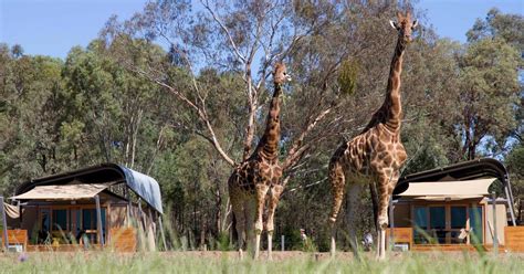 Overnight Accommodation At Our Zoos | Taronga Conservation Society Australia