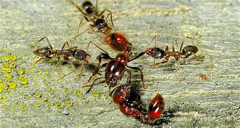 Invading Argentine ant hordes carry a virus that attacks bees | Science News