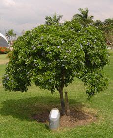 The Blue Mahoe (Hibiscus Elatus) is the national tree of Jamaica. It is indigenous to the island ...