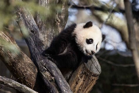 National Zoo’s panda cub celebrates half-birthday with applesauce ...