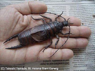 Earwigs Creepy Animals, Giant Animals, Earwigs, Unusual Pictures, Minibeasts, A Bug's Life ...