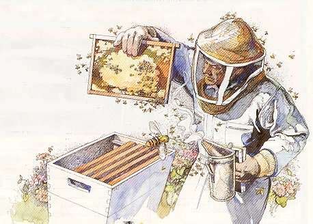 Strathcona Beekeepers: Beekeeping 101