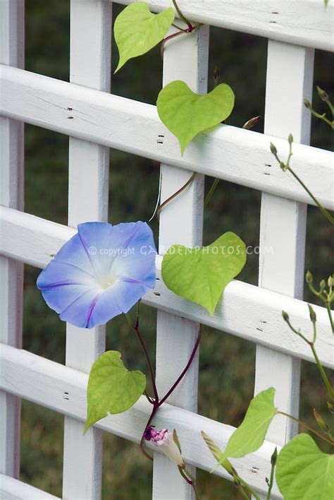 Morning Glory on trellis | Plant & Flower Stock Photography ...