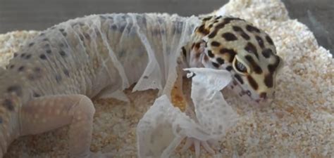 Why Is My Leopard Gecko Shedding So Much? {Look Out For These Causes ...