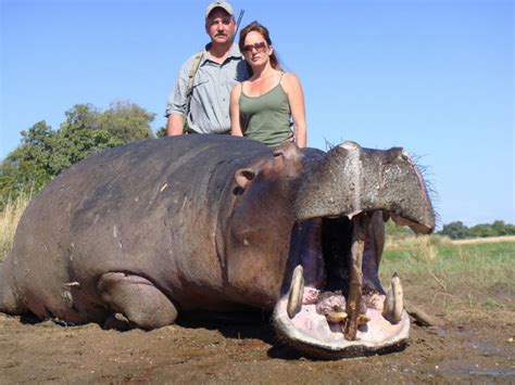 Hippo Hunting With Bullet Safaris | AfricaHunting.com