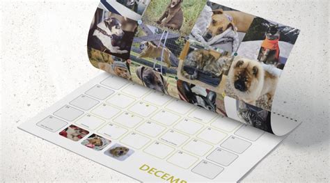 2023 Pet Calendars Available Now — Olympia Federal Savings