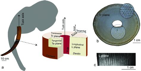 Sample orientation in the elephant tusk. (a) System of reference of... | Download Scientific Diagram