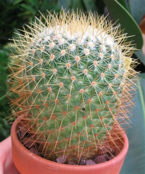 Pincushion Cactus – Plant – Plantslive