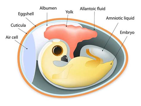 Bird Egg Anatomy Diagram Quizlet | The Best Porn Website