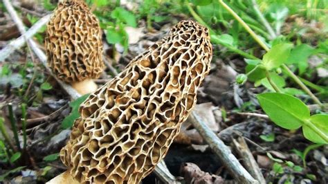 Morel Mushroom Hunting 2013 - YouTube