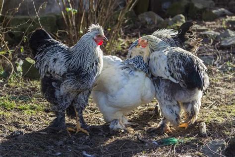 Brahma Chicken | All About These Giant Chickens and Roosters