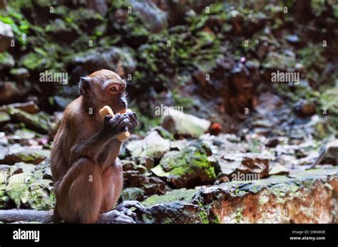 Cave monkeys at the Batu Caves in Kuala Lumpur Stock Photo - Alamy