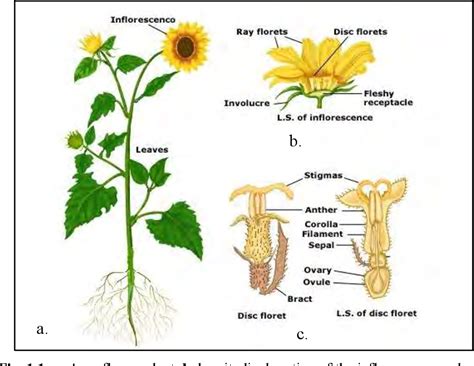 sunflower disc parts diagram - RudiiSabrena