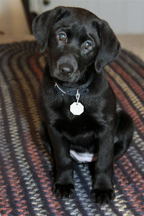 Aw, puppy~ | Black labrador puppy, Lab puppies, Black lab puppies