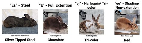 Rabbit Color Genetics - Everbreed