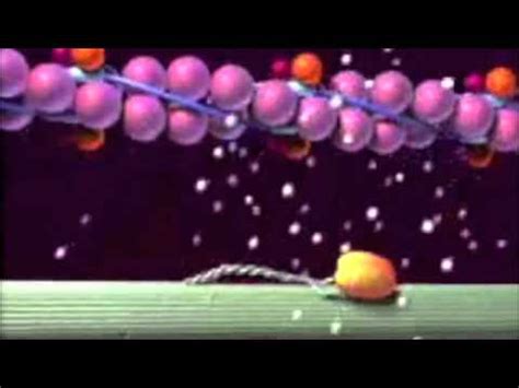 Muscle contraction Animation - BioSolutions