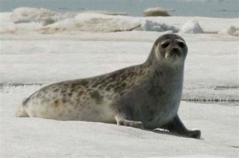 Ringed seal - Wikipedia