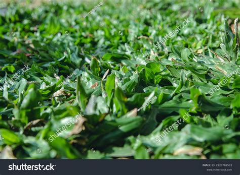 Green Grass Texture Background Green Lawn Stock Photo 2220769503 | Shutterstock