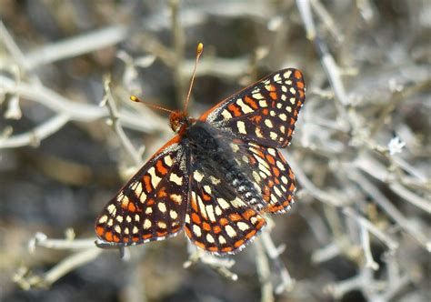 Super Bloom and Super Butterflies in Southern California – eButterfly