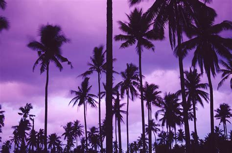 Summer silhouetted palm trees pattern during beautiful purple sunset ...