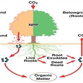 Forest carbon sequestration | Download Scientific Diagram