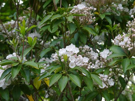 Mountain laurel (Kalmia latifolia) | Identify that Plant