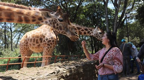 The Nairobi Giraffe Centre | Brilliant Africa