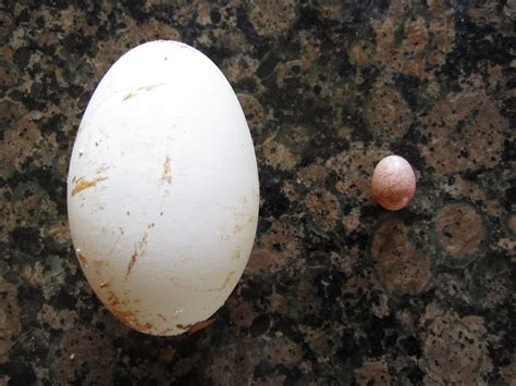 Hummingbird Egg Size Comparison