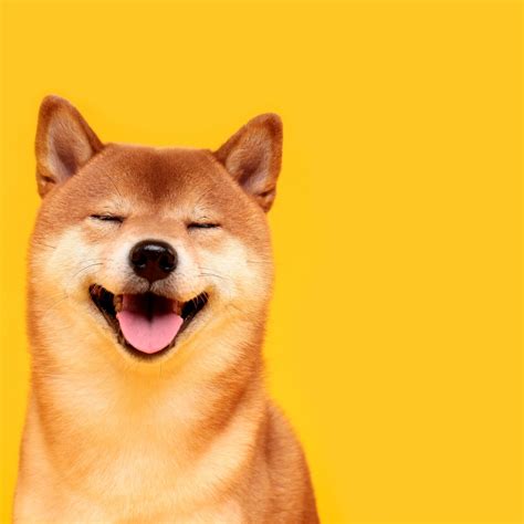 Doge Original Wallpaper