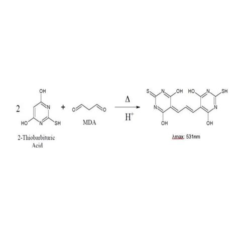 Malondialdehyde (MDA) TBARs Assay | G-Biosciences