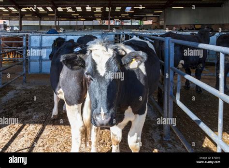 Cow, Cattle Market, Melton Mowbray, Leicestershire, England, UK Stock Photo - Alamy