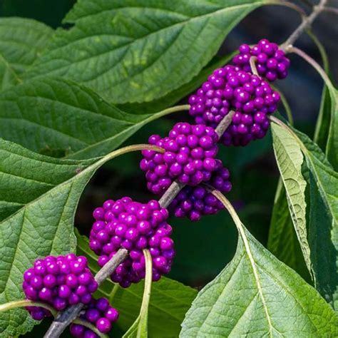 Callicarpa americana - American Beautyberry - Sugar Creek Gardens