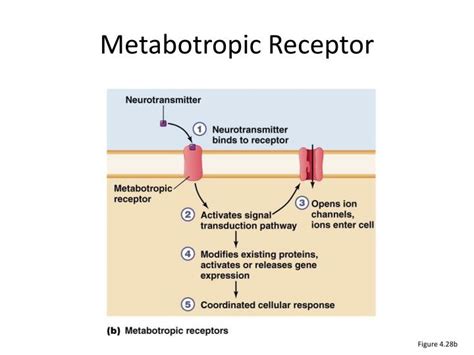 PPT - Topic 2d Neurotransmission PowerPoint Presentation - ID:6088451