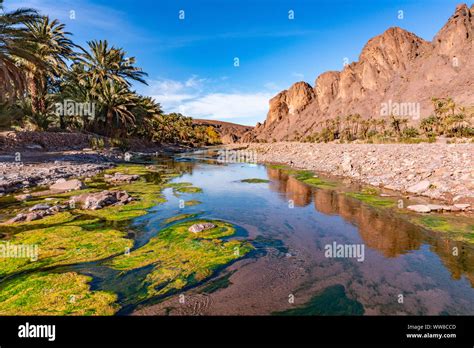 Fresh river in Beautiful Desert oasis nature landscape in Oasis De Fint near Ourzazate in ...