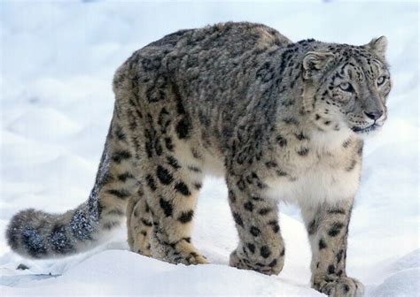 Snow Leopard’s Sudden Arrival Heralds New Era in Kashmir Jungles ...