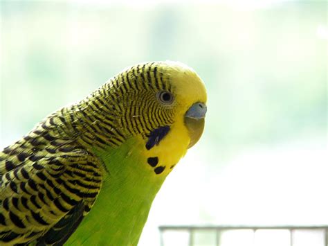 Green budgie Free Photo Download | FreeImages