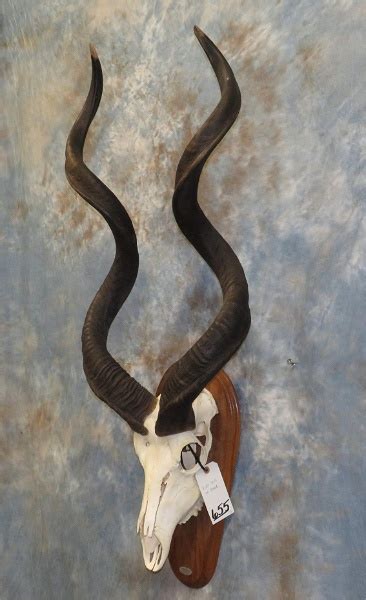 Kudu Skull On Plaque Taxidermy