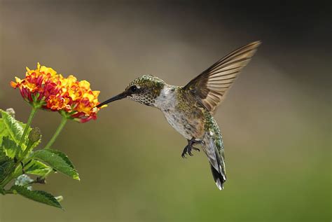 The Hummingbird Lines Up to Become a National Symbol of Costa Rica