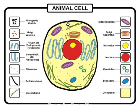 Animal cell template vector free download