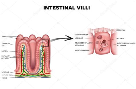 Intestinal villi and microvilli Stock Vector Image by ©megija #102074278