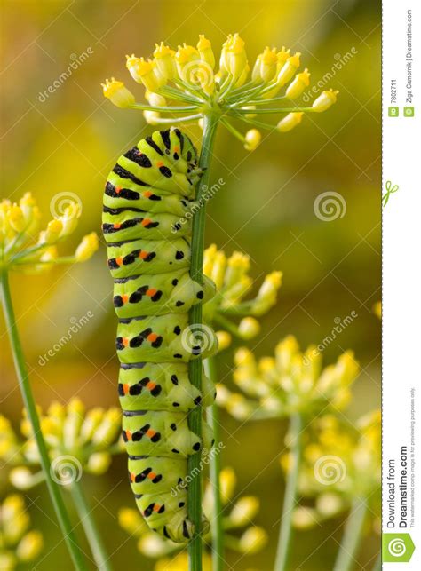 Old World Swallowtail Caterpillar Stock Image - Image of isolated, flapping: 7802711