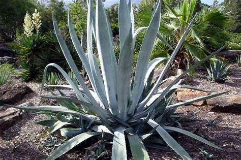 Plants & Flowers » Agave americana