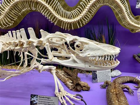 The Largest Venomous Reptile | Skeleton Museum