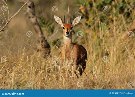 Steenbok antelope stock image. Image of unspoiled, wild - 7255717